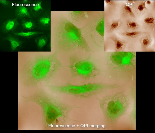 Fluorescence and quantitative phase images of U20S cells tagged with Phalloidin to identify actin filaments