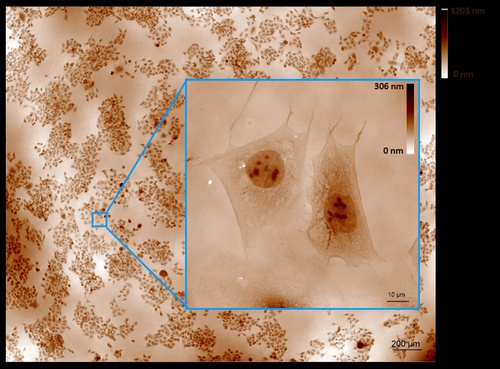 Quantitative Phase Images of U2OS and HeLa cells at low and high magnification