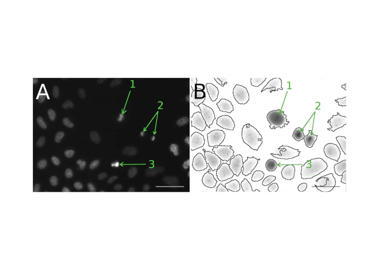 Panel A: Fluorescence labeling of nuclei, Panel B: Phase imaging. The arrows point to cells in the M phase, clearly visualized with both fluorescence and phase imaging.