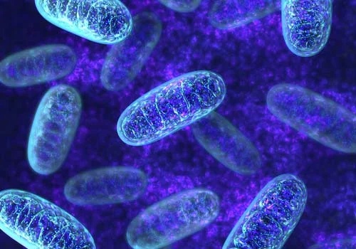 Mitochondria and intra cellular structures